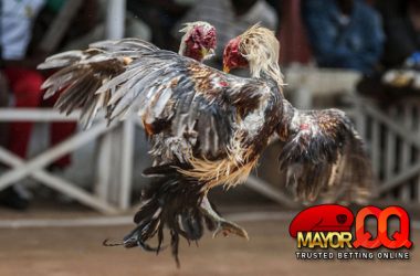 Mengetahui Cara Bermain Judi Sabung Ayam SV388